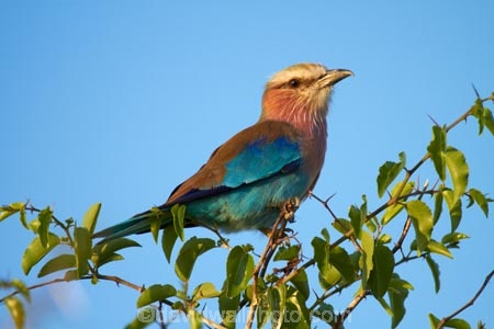 Africa;animal;animals;avian;bird;bird-spotting;bird-watching;bird_watching;birds;Botswana;Coracias-caudatus;eco-tourism;eco_tourism;ecotourism;Fauna;game-drive;game-viewing;Lilac-breasted-Roller;Lilac-breasted-Rollers;Lilac_breasted-Roller;Lilac_breasted-Rollers;Namibia;national-park;national-parks;natural;nature;Nxai-Pan-N.P.;Nxai-Pan-National-Park;Nxai-Pan-NP;Ornithology;reserve;reserves;roller;rollers;Southern-Africa;wild;wilderness;wildlife