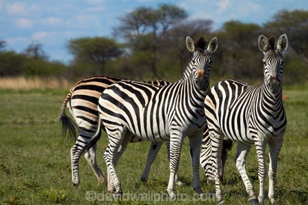 Africa;animal;animals;Botswana;Burchells-zebra;Equus-burchellii;Equus-quagga;Equus-quagga-burchellii;game-drive;game-viewing;mammal;mammals;Namibia;national-park;national-parks;natural;nature;Nxai-Pan-N.P.;Nxai-Pan-National-Park;Nxai-Pan-NP;reserve;reserves;Southern-Africa;wild;wilderness;wildlife;zebra;zebras