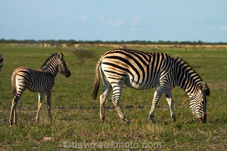 Africa;animal;animals;babies;baby;baby-zebra;baby-zebras;Botswana;Burchells-zebra;Equus-burchellii;Equus-quagga;Equus-quagga-burchellii;game-drive;game-viewing;mammal;mammals;Namibia;national-park;national-parks;natural;nature;Nxai-Pan-N.P.;Nxai-Pan-National-Park;Nxai-Pan-NP;reserve;reserves;Southern-Africa;wild;wilderness;wildlife;zebra;zebras