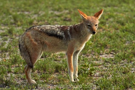 Africa;animal;animals;black-backed-jackal;black-backed-jackals;black_backed-jackal;black_backed-jackals;Botswana;Canidae;Canis-mesomelas;Carnivora;game-drive;game-viewing;jackal;jackals;mammal;mammals;Namibia;national-park;national-parks;natural;nature;Nxai-Pan-N.P.;Nxai-Pan-National-Park;Nxai-Pan-NP;predator;predators;red-jackal;reserve;reserves;scavenger;scavengers;silver_backed;Southern-Africa;wild;wilderness;wildlife