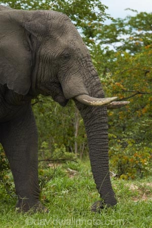 Africa;African-bush-elephant;African-bush-elephants;African-elephant;African-elephants;animal;animals;Botswana;elephant;elephants;ivory;Loxodonta-africana;mammal;mammals;Nata-_-Kasane-Road;pachyderm;pachyderms;Southern-Africa;tusk;tusks;wildlife
