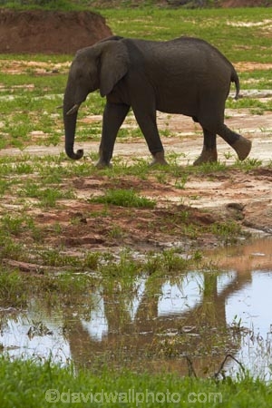 Africa;African-bush-elephant;African-bush-elephants;African-elephant;African-elephants;animal;animals;Botswana;elephant;elephants;Loxodonta-africana;mammal;mammals;Nata-_-Kasane-Road;pachyderm;pachyderms;Southern-Africa;wildlife