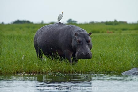Africa;animal;animals;avian;bird;bird-spotting;bird-watching;bird_watching;birds;Botswana;Bubulcus-ibis;calm;Cattle-Egrets;Chobe-N.P.;Chobe-National-Park;Chobe-NP;Chobe-River;Chobe-River-boat-trip;Chobe-River-boat-trips;Chobe-River-cruise;Chobe-River-cruises;eco-tourism;eco_tourism;ecotourism;egret;egrets;Fauna;hippo;hippopotami;hippopotamus;Hippopotamus-amphibius;hippopotamuses;hippos;Kasane;mammal;mammals;national-park;national-parks;Natural;Nature;Ornithology;Southern-Africa;wild;wildlife