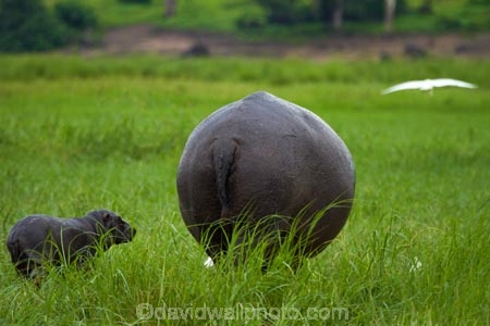 Africa;animal;animals;babies;baby;baby-hippo;baby-Hippopotami;baby-Hippopotamus;baby-Hippopotamuses;baby-hippos;Botswana;Chobe-N.P.;Chobe-National-Park;Chobe-NP;Chobe-River;Chobe-River-boat-trip;Chobe-River-boat-trips;Chobe-River-cruise;Chobe-River-cruises;hippo;hippopotami;hippopotamus;Hippopotamus-amphibius;hippopotamuses;hippos;Kasane;mammal;mammals;national-park;national-parks;Southern-Africa;wildlife