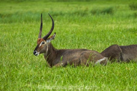 Africa;animal;animals;antelope;antelopes;Botswana;Chobe-N.P.;Chobe-National-Park;Chobe-NP;Chobe-River;Chobe-River-boat-trip;Chobe-River-boat-trips;Chobe-River-cruise;Chobe-River-cruises;common-waterbuck;common-waterbucks;ellipsen-waterbuck;ellipsen-waterbucks;female;Kasane;Kobus-ellipsiprymnus;Kobus-ellipsiprymnus-ellipsiprymnus;male;mammal;mammals;national-park;national-parks;Southern-Africa;water-buck;water-bucks;Waterbick;waterbuck;waterbucks;wildlife