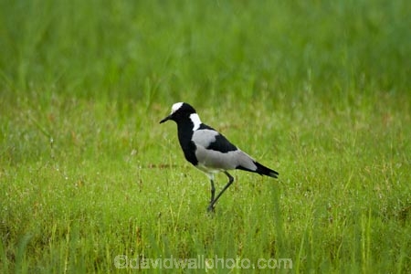 Africa;animal;animals;avian;bird;bird-spotting;bird-watching;bird_watching;birds;Blacksmith-Lapwing;Blacksmith-Lapwings;Blacksmith-Plover;Blacksmith-Plovers;Botswana;Chobe-N.P.;Chobe-National-Park;Chobe-NP;Chobe-River;Chobe-River-boat-trip;Chobe-River-boat-trips;Chobe-River-cruise;Chobe-River-cruises;eco-tourism;eco_tourism;ecotourism;Fauna;Kasane;Lapwing;Lapwings;national-park;national-parks;Natural;Nature;Ornithology;Plover;Southern-Africa;Vanellus-armatus;water;wild;wildlife