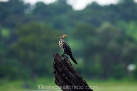 Africa;animal;animals;avian;bird;bird-spotting;bird-watching;bird_watching;birds;Botswana;Chobe-N.P.;Chobe-National-Park;Chobe-NP;Chobe-River;Chobe-River-boat-trip;Chobe-River-boat-trips;Chobe-River-cruise;Chobe-River-cruises;cormorant;Cormorants;eco-tourism;eco_tourism;ecotourism;Fauna;juvenile-cormorant;juvenile-cormorants;Kasane;national-park;national-parks;Natural;Nature;Ornithology;Southern-Africa;wild;wildlife