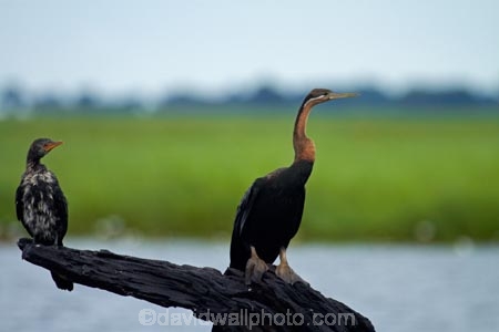 Africa;African-Darter;African-Darters;Anhinga-rufa;animal;animals;avian;bird;bird-spotting;bird-watching;bird_watching;birds;Botswana;Chobe-N.P.;Chobe-National-Park;Chobe-NP;Chobe-River;Chobe-River-boat-trip;Chobe-River-boat-trips;Chobe-River-cruise;Chobe-River-cruises;cormorant;cormorants;Darter;Darters;eco-tourism;eco_tourism;ecotourism;Fauna;juvenile-cormorant;juvenile-cormorants;Kasane;national-park;national-parks;Natural;Nature;Ornithology;Snakebird;Snakebirds;Southern-Africa;wild;wildlife