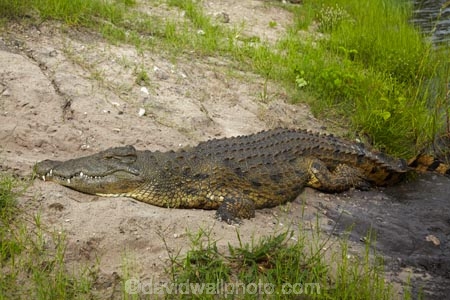 Africa;animal;animals;Botswana;Chobe-N.P.;Chobe-National-Park;Chobe-NP;Chobe-River;Chobe-Safari-Lodge;croc;crocodile;crocodiles;Crocodylus-niloticus;crocs;danger;dangerous;Kasane;national-park;national-parks;Nile-crocodile;Nile-crocodiles;reptile;reptiles;scary;Southern-Africa;wildlife
