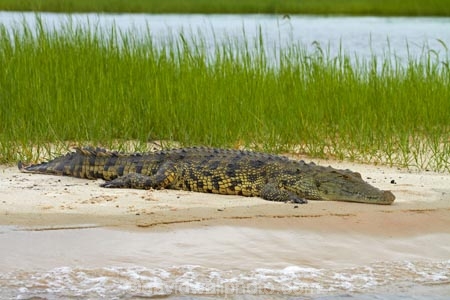 Africa;animal;animals;Botswana;Chobe-N.P.;Chobe-National-Park;Chobe-NP;Chobe-River;croc;crocodile;crocodiles;Crocodylus-niloticus;crocs;danger;dangerous;Kasane;national-park;national-parks;Nile-crocodile;Nile-crocodiles;reptile;reptiles;river;rivers;scary;Southern-Africa;wildlife