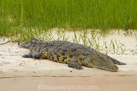 Africa;animal;animals;Botswana;Chobe-N.P.;Chobe-National-Park;Chobe-NP;Chobe-River;croc;crocodile;crocodiles;Crocodylus-niloticus;crocs;danger;dangerous;Kasane;national-park;national-parks;Nile-crocodile;Nile-crocodiles;reptile;reptiles;scary;Southern-Africa;wildlife