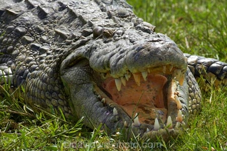 Africa;animal;animals;Botswana;Chobe-N.P.;Chobe-National-Park;Chobe-NP;Chobe-River;croc;crocodile;crocodiles;Crocodylus-niloticus;crocs;danger;dangerous;Kasane;mouth;national-park;national-parks;Nile-crocodile;Nile-crocodiles;reptile;reptiles;scary;Southern-Africa;teeth;wildlife