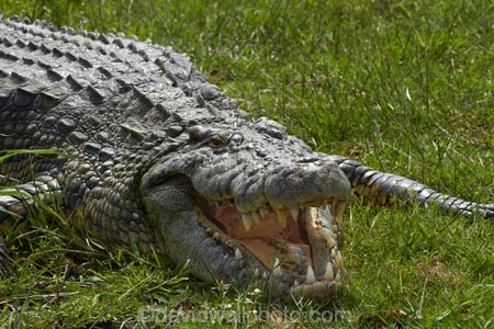 Africa;animal;animals;Botswana;Chobe-N.P.;Chobe-National-Park;Chobe-NP;Chobe-River;croc;crocodile;crocodiles;Crocodylus-niloticus;crocs;danger;dangerous;Kasane;mouth;national-park;national-parks;Nile-crocodile;Nile-crocodiles;reptile;reptiles;scary;Southern-Africa;teeth;wildlife