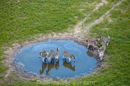 aerial;aerial-image;aerial-images;aerial-photo;aerial-photograph;aerial-photographs;aerial-photography;aerial-photos;aerial-view;aerial-views;aerials;Africa;African;animal;animals;Botswana;Burchells-zebra;delta;deltas;Endorheic-basin;Equus-quagga;Equus-quagga-burchellii;flood-plain;flood-plains;flood_plain;flood_plains;floodplain;floodplains;inland-delta;internal-drainage-systems;mammal;mammals;Okavango;Okavango-Delta;Okavango-Swamp;plain;plains;Plains-zebra;river-delta;safari;safaris;Seven-Natural-Wonders-of-Africa;Southern-Africa;wildlife;Zebra;zerbras