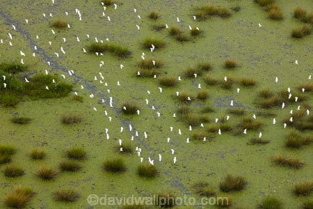 aerial;aerial-image;aerial-images;aerial-photo;aerial-photograph;aerial-photographs;aerial-photography;aerial-photos;aerial-view;aerial-views;aerials;Africa;African;bird;birds;Botswana;egret;egrets;flock;flocks;heron;herons;Okavango;Okavango-Delta;Okavango-Swamp;safari;safaris;Southern-Africa;white