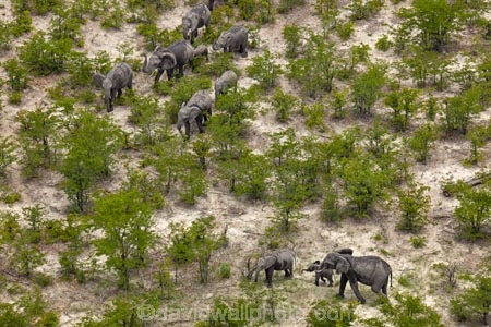 aerial;aerial-image;aerial-images;aerial-photo;aerial-photograph;aerial-photographs;aerial-photography;aerial-photos;aerial-view;aerial-views;aerials;Africa;African;African-bush-elephant;African-bush-elephants;African-elephant;African-elephants;animal;animals;Botswana;delta;deltas;elephant;elephant-herd;elephants;Endorheic-basin;herd;herd-of-elephant;herds;inland-delta;internal-drainage-systems;Loxodonta-africana;mammal;mammals;Okavango;Okavango-Delta;Okavango-Swamp;pachyderm;pachyderms;river-delta;safari;safaris;Seven-Natural-Wonders-of-Africa;Southern-Africa;wildlife