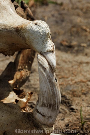 Africa;African;bone;bones;Botswana;hippo;hippo-skull;hippopotami;hippopotamus;Hippopotamus-amphibius;hippopotamuses;hippos;Okavango;Okavango-Delta;Okavango-Swamp;safari;safaris;skeleton;skeletons;skull;skulls;Southern-Africa;teeth;tooth;tusk;tusks