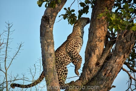 Africa;African;African-animals;African-wildlife;animal;animals;Botswana;carnivore;carnivores;cat;cats;feline;game-drive;game-park;game-parks;Game-Reserve;game-reserves;game-viewing;grass;hunter;hunters;leopard;leopards;long-grass;mammal;mammals;Moremi;Moremi-Game-Reserve;Moremi-Reserve;national-park;national-parks;natural;nature;Panthera-pardus;park;parks;predator;predators;reserve;reserves;rosette;rosettes;safari;safaris;Southern-Africa;spot;spots;spotted;spotted-cat;spotted-cats;widlife-parks;wild;wilderness;wildlife;wildlife-park;wildlife-parks;wildlife-reserve;wildlife-reserves