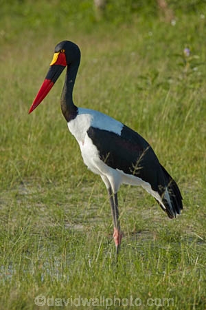 Africa;African;Animal;animals;avian;bird;bird-spotting;bird-watching;bird_watching;birds;Botswana;Ciconiidae;eco-tourism;eco_tourism;ecotourism;Ephippiorhynchus-senegalensis;Fauna;game-park;game-parks;game-reserve;game-reserves;Moremi;Moremi-Game-Reserve;Moremi-Reserve;national-park;national-parks;Natural;Nature;Ornithology;park;parks;reserve;reserves;Saddle-billed-Stork;Saddle-billed-Storks;Saddle_billed-Stork;Saddle_billed-Storks;Saddlebilled-Stork;Saddlebilled-Storks;safari;safaris;Southern-Africa;stork;storks;wading-bird;widlife-parks;wild;wildlife;wildlife-park;wildlife-parks;wildlife-reserve;wildlife-reserves