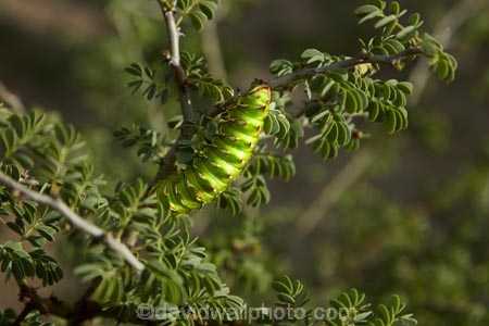 Africa;African;Botswana;caterpillar;caterpillars;Ghanzi;green;green-caterpillar;Heniocha-dyops;Marbled-Emperor-Caterpillar;Southern-Africa