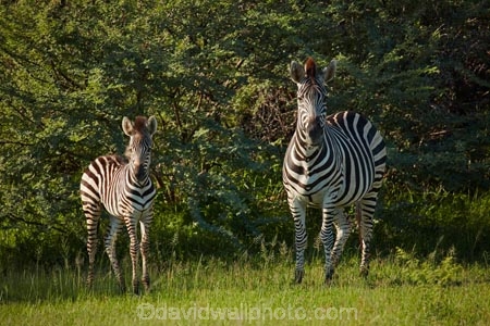 Africa;African;African-wildlife;animal;animals;black-amp;-white;black-and-white;Botswana;Burchells-zebra;Equus-burchellii;Equus-quagga;Equus-quagga-burchellii;game-drive;game-park;game-parks;Game-Reserve;game-reserves;game-viewing;mammal;mammals;Moremi;Moremi-Game-Reserve;Moremi-Reserve;national-park;national-parks;natural;nature;park;parks;reserve;reserves;safari;safaris;Southern-Africa;stripe;stripes;stripped;widlife-parks;wild;wilderness;wildlife;wildlife-park;zebra;zebras