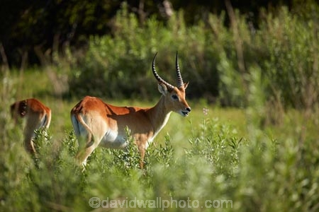 Africa;African;African-animals;African-wildlife;animal;animals;antelope;antelopes;Botswana;game-drive;game-park;game-parks;Game-Reserve;game-reserves;game-viewing;Kobus-leche;Kobus-leche-leche;lechwe;lechwes;mammal;mammals;Moremi;Moremi-Game-Reserve;Moremi-Reserve;national-park;national-parks;park;parks;Red-lechwe;Red-lechwes;reserve;reserves;safari;safaris;Southern-Africa;widlife-parks;wildlife;wildlife-park