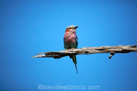 Africa;African;African-animals;African-wildlife;animal;animals;avian;bird;bird-spotting;bird-watching;bird_watching;birds;Botswana;Coracias-caudatus;eco-tourism;eco_tourism;ecotourism;Fauna;game-drive;game-park;game-parks;game-reserve;game-reserves;game-viewing;Lilac-breasted-Roller;Lilac-breasted-Rollers;Lilac_breasted-Roller;Lilac_breasted-Rollers;Moremi;Moremi-Game-Reserve;Moremi-Reserve;national-park;national-parks;natural;Nature;Ornithology;park;parks;reserve;reserves;roller;rollers;safari;safaris;Southern-Africa;widlife-parks;wild;wilderness;wildlife;wildlife-park;wildlife-parks;wildlife-reserve;wildlife-reserves