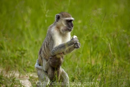 Africa;African;African-animals;African-wildlife;animal;animals;Botswana;Chlorocebus-pygerythrus;Chlorocebus-pygerythrus-pygerythus;game-drive;game-park;game-parks;game-reserve;game-reserves;game-viewing;mammal;mammals;monkey;monkeys;Moremi;Moremi-Game-Reserve;Moremi-Reserve;national-park;national-parks;natural;nature;park;parks;primate;primates;reserve;reserves;safari;safaris;Southern-Africa;Vervet;Vervet-monkey;Vervet-monkeys;Vervets;widlife-parks;wild;wilderness;wildlife;wildlife-park;wildlife-parks;wildlife-reserve;wildlife-reserves