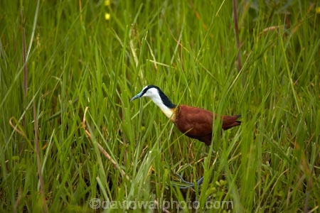 Actophilornis-africanus;Africa;African;African-Jacana;animal;animals;aquatic-plant;aquatic-plants;avian;bird;bird-spotting;bird-watching;bird_watching;birds;Botswana;delta;deltas;eco-tourism;eco_tourism;ecotourism;Endorheic-basin;Fauna;game-park;game-parks;Game-Reserve;game-reserves;inland-delta;internal-drainage-systems;Jesus-bird;Jesus-birds;lily-trotter;lily-trotters;Moremi;Moremi-Game-Reserve;Moremi-Reserve;national-park;national-parks;Natural;Nature;Nymphaeaceae;Okavango;Okavango-Delta;Okavango-Swamp;Ornithology;park;parks;plant;plants;reserve;reserves;river-delta;safari;safaris;Southern-Africa;wader;waders;water-bird;water-birds;widlife-parks;wild;wildlife;wildlife-park
