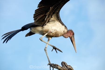 Africa;African;Animal;animals;avian;bird;bird-spotting;bird-watching;bird_watching;birds;Botswana;Chobe-N.P.;Chobe-National-Park;Chobe-NP;Chobe-River;Chobe-River-boat-trip;Chobe-River-boat-trips;Chobe-River-cruise;Chobe-River-cruises;eco-tourism;eco_tourism;ecotourism;Fauna;Kasane;Leptoptilos-crumeniferus;Marabou;Marabou-Stork;Marabou-Storks;Marabous;national-park;national-parks;Natural;Nature;Ornithology;reserve;reserves;safari;safaris;Southern-Africa;Stork;Storks;wild;wilderness;wildlife;wildlife-park;wildlife-parks;wildlife-reserve;wildlife-reserves