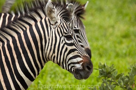 Africa;African;African-wildlife;animal;animals;black-amp;-white;black-and-white;Botswana;Burchells-zebra;Chobe-N.P.;Chobe-National-Park;Chobe-NP;Equus-burchellii;Equus-quagga;Equus-quagga-burchellii;game-drive;game-viewing;mammal;mammals;national-park;national-parks;natural;nature;reserve;reserves;safari;safaris;Southern-Africa;stripe;stripes;stripped;wild;wilderness;wildlife;wildlife-park;wildlife-parks;wildlife-reserve;wildlife-reserves;Zebra;zebras