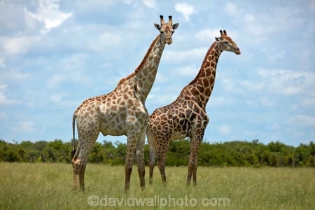 Africa;African;African-plain;African-plains;Angolan-giraffe;animal;animals;Botswana;Chobe-N.P.;Chobe-National-Park;Chobe-NP;game-drive;game-viewing;Giraffa-camelopardalis;Giraffa-camelopardalis-angolensis;giraffe;giraffes;herd;herds;mammal;mammals;national-park;national-parks;natural;nature;plain;plains;reserve;reserves;safari;safaris;Southern-Africa;tall;wild;wilderness;wildlife;wildlife-park;wildlife-parks;wildlife-reserve;wildlife-reserves