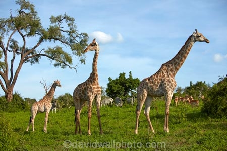 Africa;African;African-plain;African-plains;Angolan-giraffe;animal;animals;babies;baby;baby-giraffe;Botswana;Chobe-N.P.;Chobe-National-Park;Chobe-NP;game-drive;game-viewing;Giraffa-camelopardalis;Giraffa-camelopardalis-angolensis;giraffe;giraffes;herd;herds;impala;impalas;mammal;mammals;national-park;national-parks;natural;nature;plain;plains;reserve;reserves;safari;safaris;Southern-Africa;tall;wild;wilderness;wildlife;wildlife-park;wildlife-parks;wildlife-reserve;wildlife-reserves;young;zebra;zebras