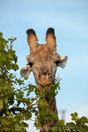 Africa;African;African-plain;African-plains;Angolan-giraffe;animal;animals;Botswana;Chobe-N.P.;Chobe-National-Park;Chobe-NP;game-drive;game-viewing;Giraffa-camelopardalis;Giraffa-camelopardalis-angolensis;giraffe;giraffes;herd;herds;mammal;mammals;national-park;national-parks;natural;nature;plain;plains;reserve;reserves;safari;safaris;Southern-Africa;tall;wild;wilderness;wildlife;wildlife-park;wildlife-parks;wildlife-reserve;wildlife-reserves