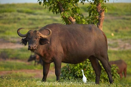 Africa;African;African-buffalo;African-buffaloes;animal;animals;Botswana;buffalo;buffaloes;cape-buffalo;cape-buffaloes;Chobe-N.P.;Chobe-National-Park;Chobe-NP;egret;egrets;intermediate-egret;mammal;mammals;national-park;national-parks;natural;nature;reserve;reserves;safari;safaris;Southern-Africa;Syncerus-caffer;Syncerus-caffer-caffer;wild;wilderness;wildlife;wildlife-park;wildlife-parks;wildlife-reserve;wildlife-reserves