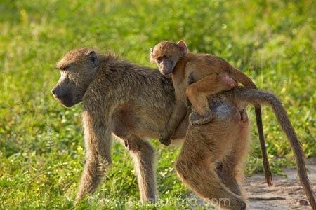 Africa;African;African-animals;African-wildlife;animal;animals;babies;baboon;baboons;baby;Botswana;Cape-baboon;Cape-baboons;Chacma-baboon;Chacma-baboons;Chobe-N.P.;Chobe-National-Park;Chobe-NP;game-drive;game-park;game-parks;game-reserve;game-reserves;game-viewing;Gray_footed-chacma-baboon;infant;infants;juvenile;juveniles;mammal;mammals;monkey;monkeys;national-park;national-parks;natural;nature;Papio-ursinus;Papio-ursinus-griseipes;primate;primates;Republic-of-South-Africa;reserve;reserves;safari;safaris;South-Africa;South-African-Republic;Southern-Africa;wild;wilderness;wildlife;wildlife-park;wildlife-parks;wildlife-reserve;wildlife-reserves;young