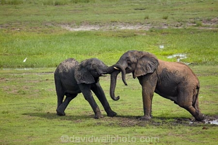 Africa;African;African-elephant;African-elephants;animal;animals;Botswana;Chobe-N.P.;Chobe-National-Park;Chobe-NP;Chobe-River;Chobe-River-Front;Chobe-River-Front-Region;Chobe-River-Region;Chobe-waterfront;elephant;elephants;fighting;Kasane;Loxodonta-africana;mammal;mammals;mud;national-park;national-parks;natural;nature;pachyderm;pachyderms;play-fighting;reserve;reserves;safari;safaris;Southern-Africa;wild;wilderness;wildlife;wildlife-park;wildlife-parks;wildlife-reserve;wildlife-reserves
