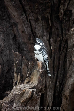 Africa;African;Animal;animals;avian;bird;bird-spotting;bird-watching;bird_watching;birds;Botswana;Ceryle-rudis;Chobe-N.P.;Chobe-National-Park;Chobe-NP;Chobe-River;eco-tourism;eco_tourism;ecotourism;Fauna;Kasane;Kingfisher;Kingfishers;national-park;national-parks;Natural;Nature;Ornithology;Pied-Kingfisher;Pied-Kingfishers;reserve;reserves;safari;safaris;Southern-Africa;wild;wilderness;wildlife;wildlife-park;wildlife-parks;wildlife-reserve;wildlife-reserves