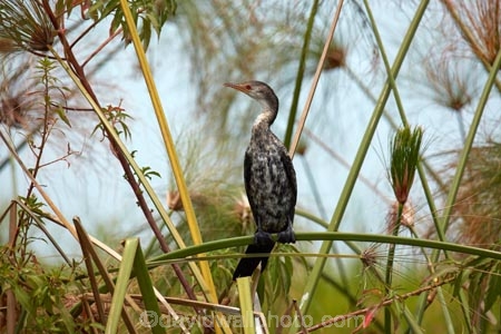Africa;African;Animal;animals;avian;bird;bird-spotting;bird-watching;bird_watching;birds;Botswana;Chobe-N.P.;Chobe-National-Park;Chobe-NP;cormorant;cormorants;eco-tourism;eco_tourism;ecotourism;Fauna;Kasane;Microcarbo-africanus;national-park;national-parks;Natural;Nature;Ornithology;Reed-cormorant;Reed-cormorants;reserve;reserves;safari;safaris;Southern-Africa;wild;wilderness;wildlife;wildlife-park;wildlife-parks;wildlife-reserve;wildlife-reserves