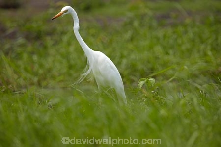 Africa;African;Animal;animals;Ardea-alba;avian;bird;bird-spotting;bird-watching;bird_watching;birds;Botswana;Chobe-N.P.;Chobe-National-Park;Chobe-NP;common-egret;common-egrets;eco-tourism;eco_tourism;ecotourism;egret;egrets;Fauna;game-park;game-parks;Game-Reserve;game-reserves;great-egret;great-egrets;great-white-egret;great-white-egrets;great-white-heron;great-white-herons;heron;herons;Kasane;large-egret;large-egrets;national-park;national-parks;Natural;Nature;Ornithology;park;parks;reserve;reserves;safari;safaris;Southern-Africa;widlife-parks;wild;wilderness;wildlife;wildlife-park;wildlife-parks;wildlife-reserve;wildlife-reserves