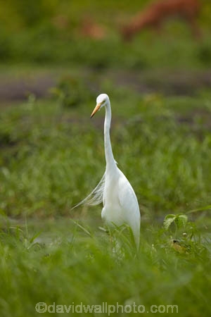 Africa;African;Animal;animals;Ardea-alba;avian;bird;bird-spotting;bird-watching;bird_watching;birds;Botswana;Chobe-N.P.;Chobe-National-Park;Chobe-NP;common-egret;common-egrets;eco-tourism;eco_tourism;ecotourism;egret;egrets;Fauna;game-park;game-parks;Game-Reserve;game-reserves;great-egret;great-egrets;great-white-egret;great-white-egrets;great-white-heron;great-white-herons;heron;herons;Kasane;large-egret;large-egrets;national-park;national-parks;Natural;Nature;Ornithology;park;parks;reserve;reserves;safari;safaris;Southern-Africa;widlife-parks;wild;wilderness;wildlife;wildlife-park;wildlife-parks;wildlife-reserve;wildlife-reserves