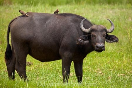 Africa;African-buffalo;African-buffaloes;animal;animals;Botswana;buffalo;buffaloes;cape-buffalo;cape-buffaloes;Chobe-N.P.;Chobe-National-Park;Chobe-NP;Kasane;mammal;mammals;national-park;national-parks;natural;nature;oxpecker;oxpeckers;reserve;reserves;safari;safaris;Southern-Africa;Syncerus-caffer;Syncerus-caffer-caffer;wild;wilderness;wildlife;wildlife-park;wildlife-parks;wildlife-reserve;wildlife-reserves;yellow-billed-oxpecker;yellow-billed-oxpeckers;yellow_billed-oxpecker;yellow_billed-oxpeckers;yellowbilled-oxpecker;yellowbilled-oxpeckers