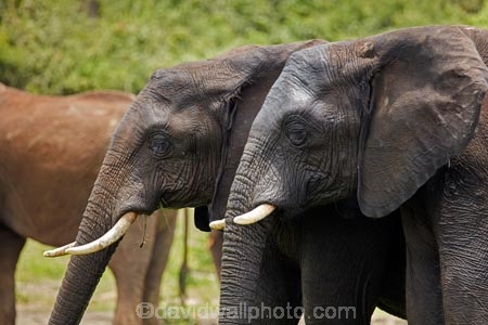 Africa;African-elephant;African-elephants;animal;animals;Botswana;Chobe-N.P.;Chobe-National-Park;Chobe-NP;Chobe-River;Chobe-River-Front;Chobe-River-Front-Region;Chobe-River-Region;Chobe-waterfront;elephant;elephants;Kasane;Loxodonta-africana;mammal;mammals;national-park;national-parks;natural;nature;pachyderm;pachyderms;reserve;reserves;safari;safaris;Southern-Africa;wild;wilderness;wildlife;wildlife-park;wildlife-parks;wildlife-reserve;wildlife-reserves