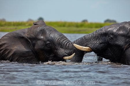 Africa;African;African-elephant;African-elephants;agression;agressive;animal;animals;Botswana;Chobe-N.P.;Chobe-National-Park;Chobe-NP;Chobe-River;Chobe-River-Front;Chobe-River-Front-Region;Chobe-River-Region;Chobe-waterfront;elephant;elephants;fight;fighting;Kasane;Loxodonta-africana;mammal;mammals;national-park;national-parks;natural;nature;pachyderm;pachyderms;reserve;reserves;river;rivers;safari;safaris;Southern-Africa;tusk;tusks;water;wild;wilderness;wildlife;wildlife-park;wildlife-parks;wildlife-reserve;wildlife-reserves