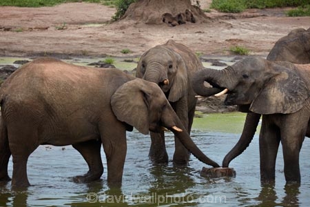 Africa;African-elephant;African-elephants;animal;animals;Botswana;elephant;Elephants;Kasane;Loxodonta-africana;mammal;mammals;national-park;national-parks;natural;nature;pachyderm;pachyderms;reserve;reserves;safari;safaris;Senyati;Senyati-Safari-Camp;Southern-Africa;water;waterhole;waterholes;wild;wilderness;wildlife;wildlife-park;wildlife-parks;wildlife-reserve;wildlife-reserves