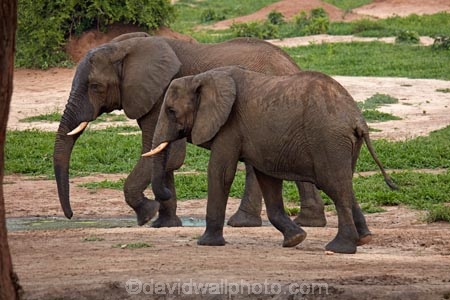 Africa;African-elephant;African-elephants;animal;animals;Botswana;elephant;Elephants;Kasane;Loxodonta-africana;mammal;mammals;national-park;national-parks;natural;nature;pachyderm;pachyderms;reserve;reserves;safari;safaris;Senyati;Senyati-Safari-Camp;Southern-Africa;waterhole;wild;wilderness;wildlife;wildlife-park;wildlife-parks;wildlife-reserve;wildlife-reserves