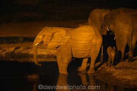 Africa;African-elephant;African-elephants;animal;animals;Botswana;dark;drink;drinking;elephant;elephants;evening;floodlighting;floodlit;Kasane;Loxodonta-africana;mammal;mammals;national-park;national-parks;natural;nature;night;night-time;pachyderm;pachyderms;reserve;reserves;safari;safaris;Senyati;Senyati-Safari-Camp;Southern-Africa;water;waterhole;waterholes;wild;wilderness;wildlife;wildlife-park;wildlife-parks;wildlife-reserve;wildlife-reserves