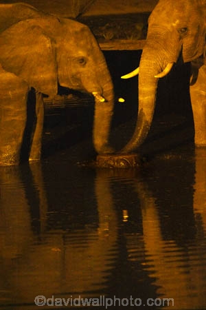 Africa;African-elephant;African-elephants;animal;animals;Botswana;dark;drink;drinking;elephant;elephants;evening;floodlighting;floodlit;Kasane;Loxodonta-africana;mammal;mammals;national-park;national-parks;natural;nature;night;night-time;pachyderm;pachyderms;reserve;reserves;safari;safaris;Senyati;Senyati-Safari-Camp;Southern-Africa;water;waterhole;waterholes;wild;wilderness;wildlife;wildlife-park;wildlife-parks;wildlife-reserve;wildlife-reserves