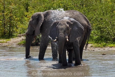 Africa;African-bush-elephant;African-bush-elephants;African-elephant;African-elephants;animal;animals;Botswana;elephant;elephants;Loxodonta-africana;mammal;mammals;Nata-_-Kasane-Road;pachyderm;pachyderms;safari;safaris;Southern-Africa;waterhole;waterholes;wildlife