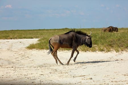 Africa;African;African-animals;African-wildlife;alkalii-flat;animal;animals;barren;barreness;basin;Bird-Sanctuary;blue-wildebeest;blue-wildebeests;Botswana;brindled-gnu;brindled-gnus;clay-pan;clay-pans;common-wildebeest;common-wildebeests;Connochaetes;Connochaetes-taurinus;depression;desert;deserts;desolate;dry;dry-lake;dry-lake-bed;dry-lake-beds;dry-lakes;empty;endorheric;endorheric-basin;endorheric-basins;endorheric-lake;extreme;flat;game-drive;game-park;game-parks;game-reserve;game-reserves;game-viewing;geographic;geography;glare;glary;gnu;gnus;lake;lake-bed;lake-beds;lakes;mammal;mammals;Nata;Nata-Bird-Sanctuary;national-park;national-parks;natural;nature;pan;pans;playa;playas;reserve;reserves;sabkha;safari;safaris;saline;salt;salt-crust;salt-flat;salt-flats;salt-lake;salt-lakes;salt-pan;salt-pans;salt_pan;salt_pans;saltpan;saltpans;salty;Southern-Africa;Sowa-Pan;Sua-Pan;vast;vlei;white;white-surface;wild;wildebeest;wildebeesties;wildebeests;wilderness;wildlife;wildlife-park;wildlife-parks;wildlife-reserve;wildlife-reserves
